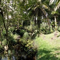 Kibale Forest Camp: Natur pur