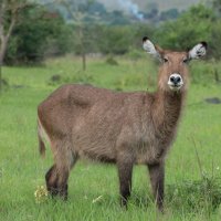 Defessa Wasserbock (Weibchen)