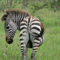 Zebra 