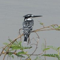 Pied Kingfisher (Graufischer)