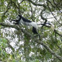 Schwarz-weißer Stummelaffe (Colobus)