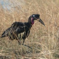 Blaugesicht Hornrabe (Ground Hornbill)