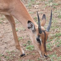 Antilope