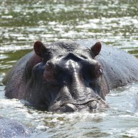 Hippo