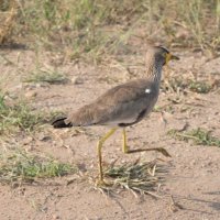 Wattled Lapwing