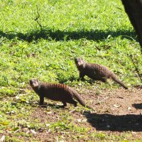 Banded Mongoose