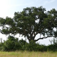 Feigenbaum (da sollten die Löwen sein ...)