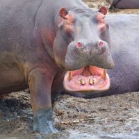 Hat der noch Hunger?