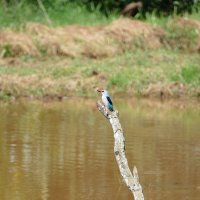 Kingfisher