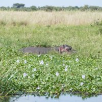 Hippo im Blumenbett