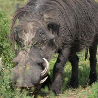 imposanter Warthog Keiler