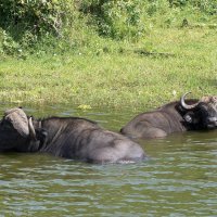 African Buffalo (Kaffernbüffel)