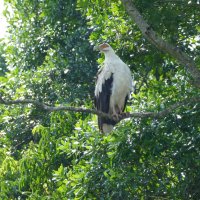 Palm-nut vulture