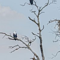 African Fisheagle (Schreiseeadler)