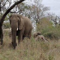 Elefant mit Jungen