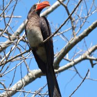 Crowned Hornbill