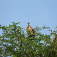 White-backed vulture (Weißrückengeier)