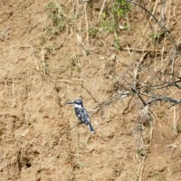 Pied Kingfisher Kolonie