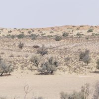 Kgalagadi-Duenen