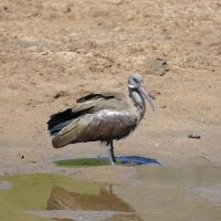 Hadeba Ibis