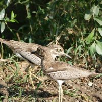 Water Thick-Knee