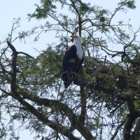 African Fisheagle (Schrei-Seeadler)