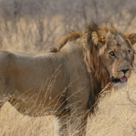 Central Kalahari Game Reserve (CKGR) (2016)