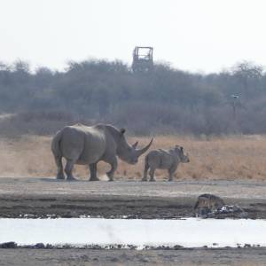 Khama Rhino Sanctuary (KRS), Serowe (2016)
